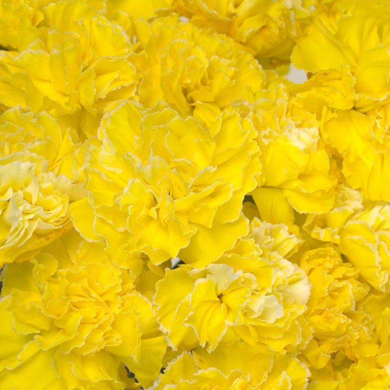 Carnation Flowers Yellow Enhanced Close Up - Image