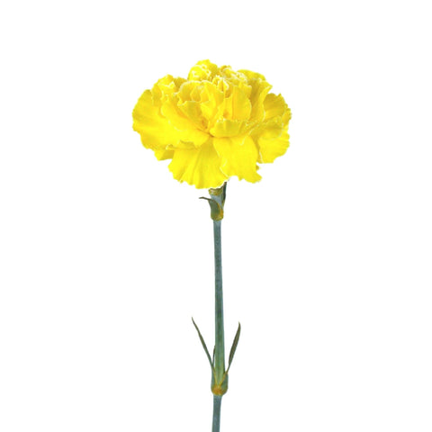 Carnation Flowers Yellow Enhanced Stem - Image