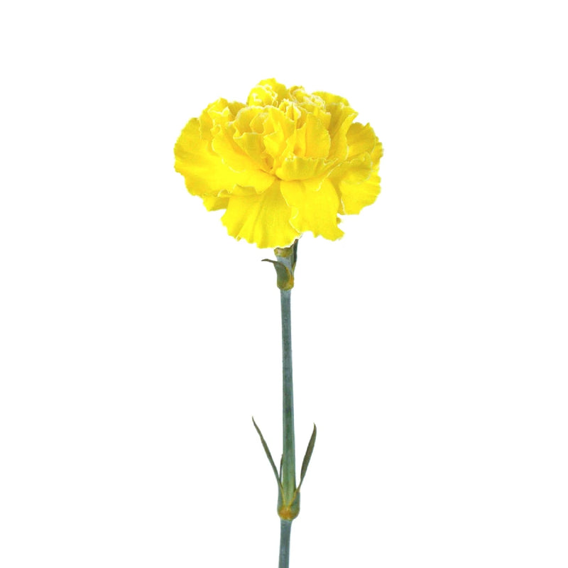 Carnation Flowers Yellow Enhanced Stem - Image
