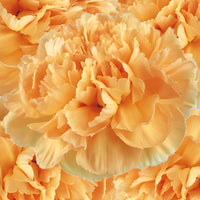 Caroline Gold Wholesale Carnations Up close