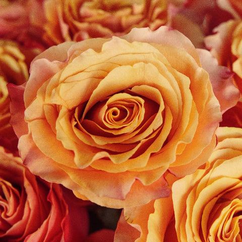 Carpe Diem Sunset Rose Close Up - Image