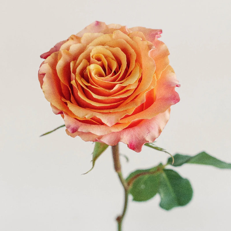 Peach Garden Roses - Carpe Diem