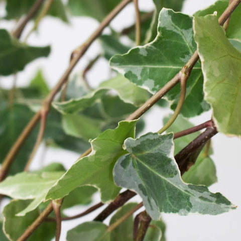 Cascading Variegated Ivy Greenery Up Close