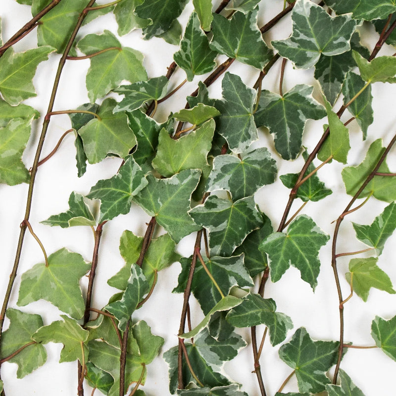 Cascading Variegated Ivy Greenery Flat Lay