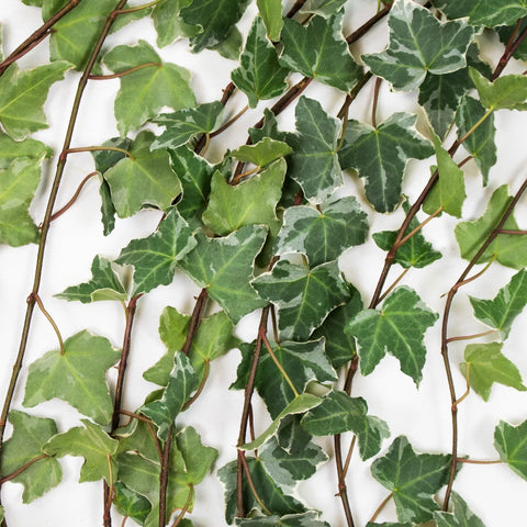 Cascading Variegated Ivy Greenery Flat Lay