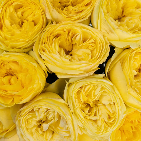 Catalina Beach Garden Rose Close Up - Image