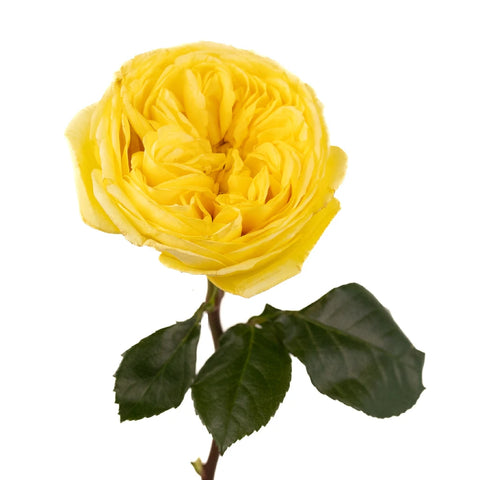 Catalina Beach Garden Rose Stem - Image