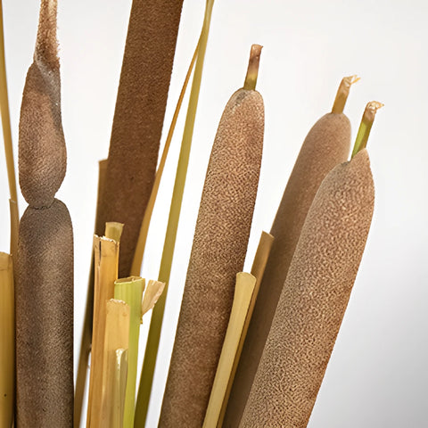 Natural Bulk Filler Cattails