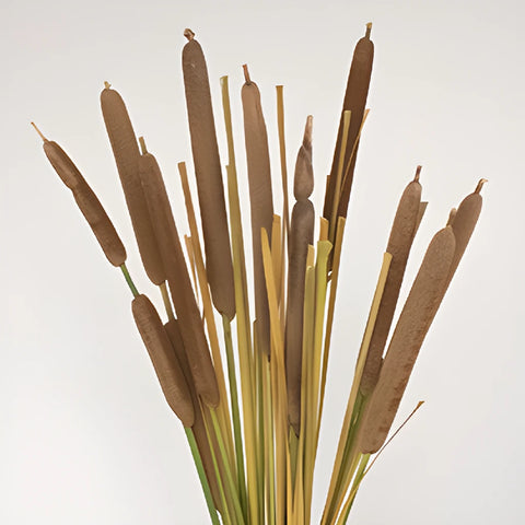Natural Bulk Filler Cattails