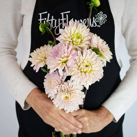 Cream Destiny Dahlia Flower Bunch in Hand