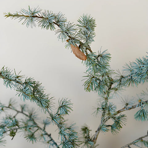 Wedding greenery blue cedar winter filler flower sold near me