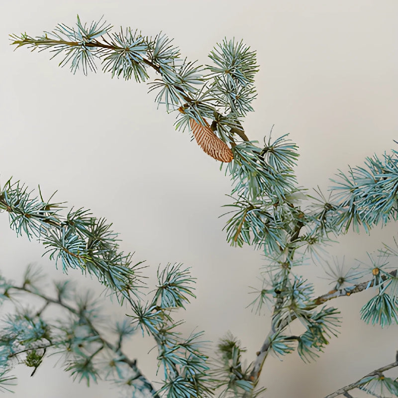 Wedding greenery blue cedar winter filler flower sold near me
