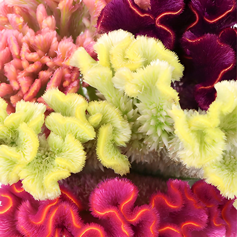 Mixed Colors Cockscomb Celosia Flowers