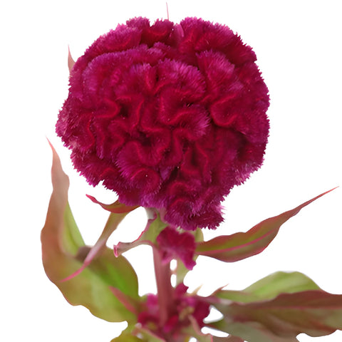 Burgundy Berry Cockscomb Celosia Flowers