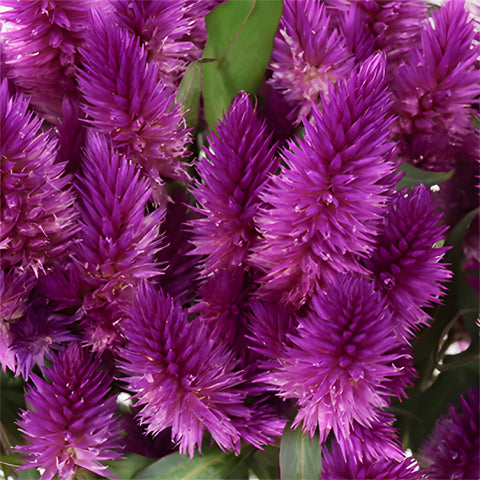 Purpleberry Feather Celosia Flowers