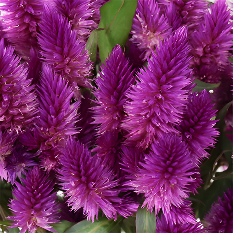 Purpleberry Feather Celosia Flowers