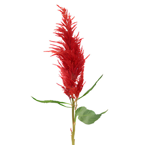 Deep Red Feather Celosia Flowers
