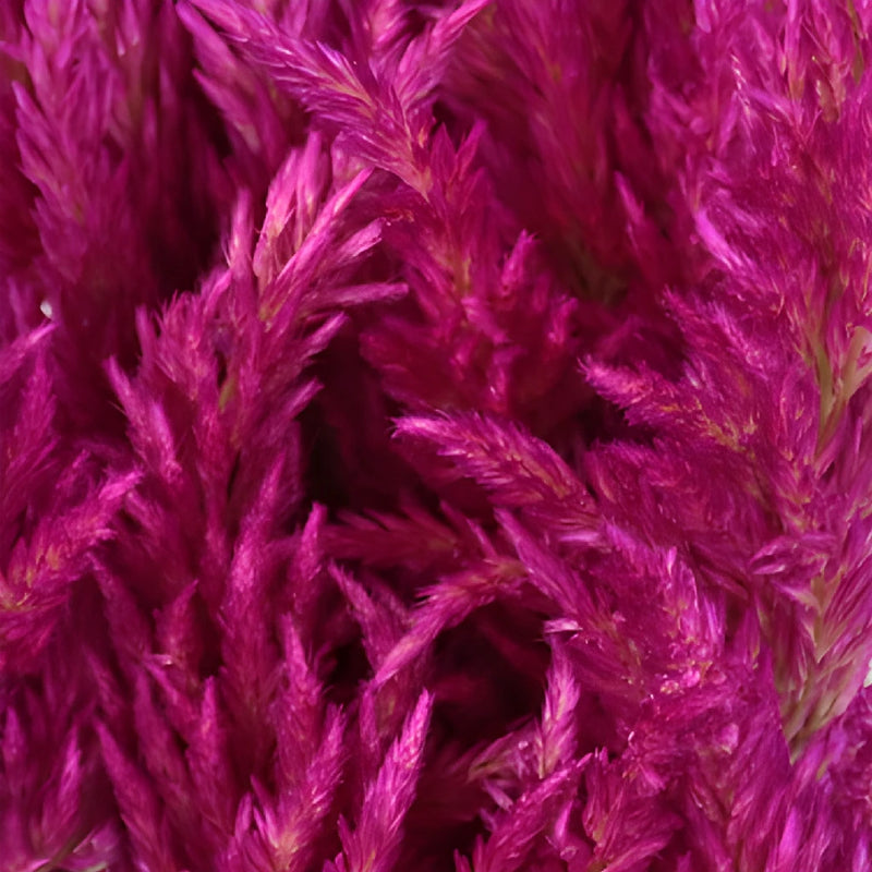 Pink Berry Feather Celosia Flowers