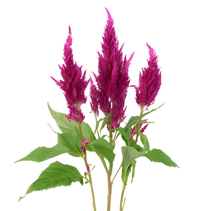 Pink Berry Feather Celosia Flowers