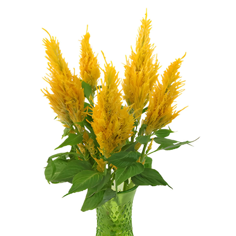 Golden Yellow Feather Celosia Flowers