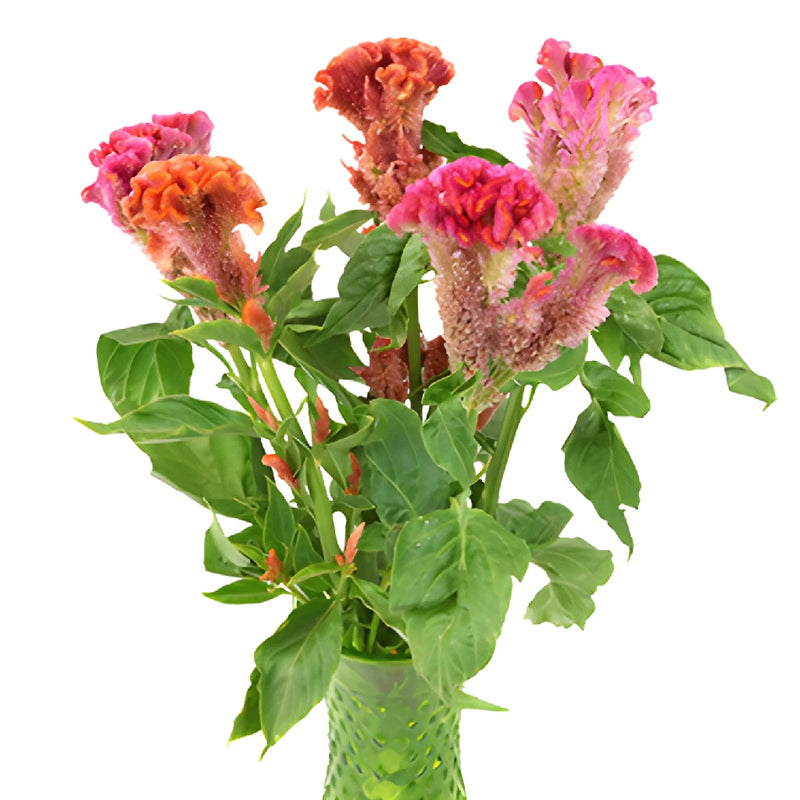 Coral Hues Cockscomb Celosia Flowers
