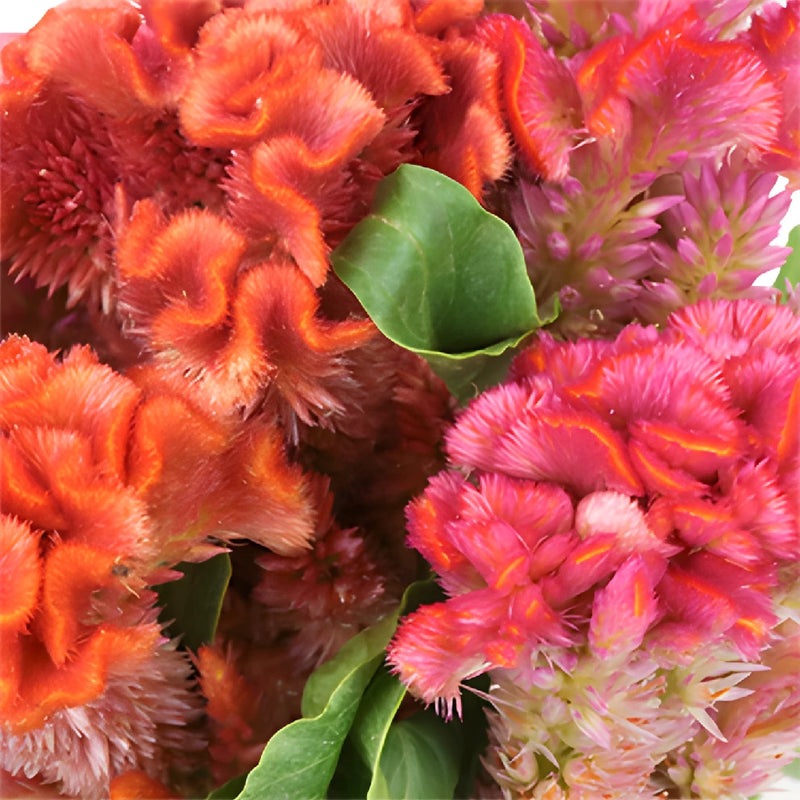 Coral Hues Cockscomb Celosia Flowers