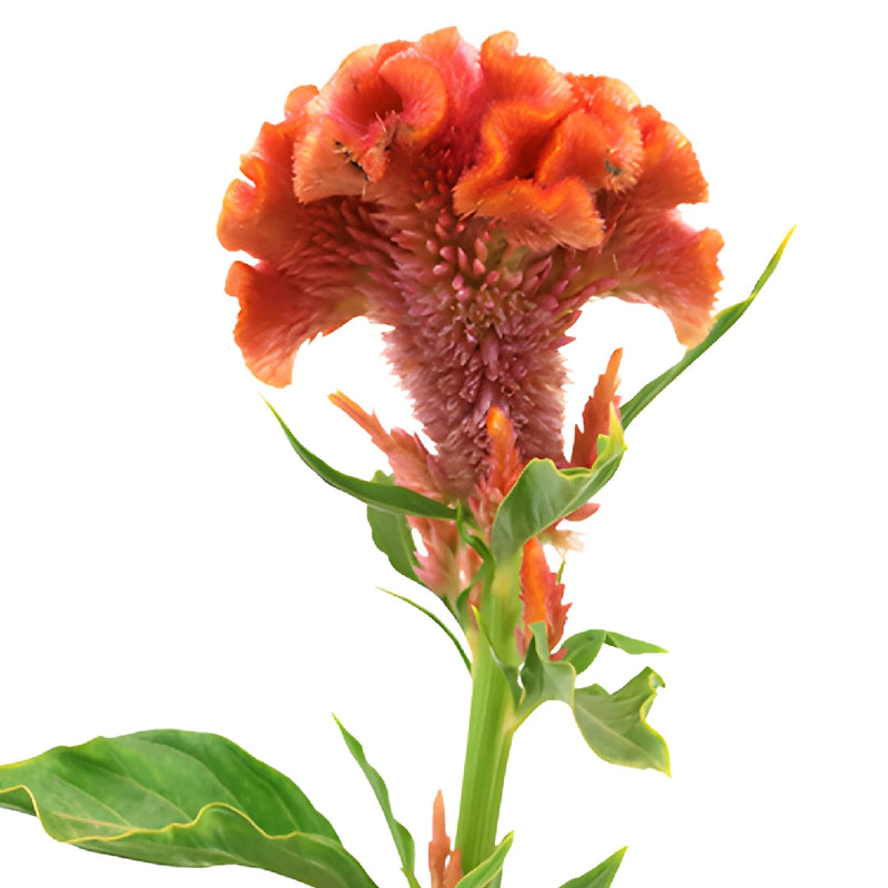 Coral Hues Cockscomb Celosia Flowers