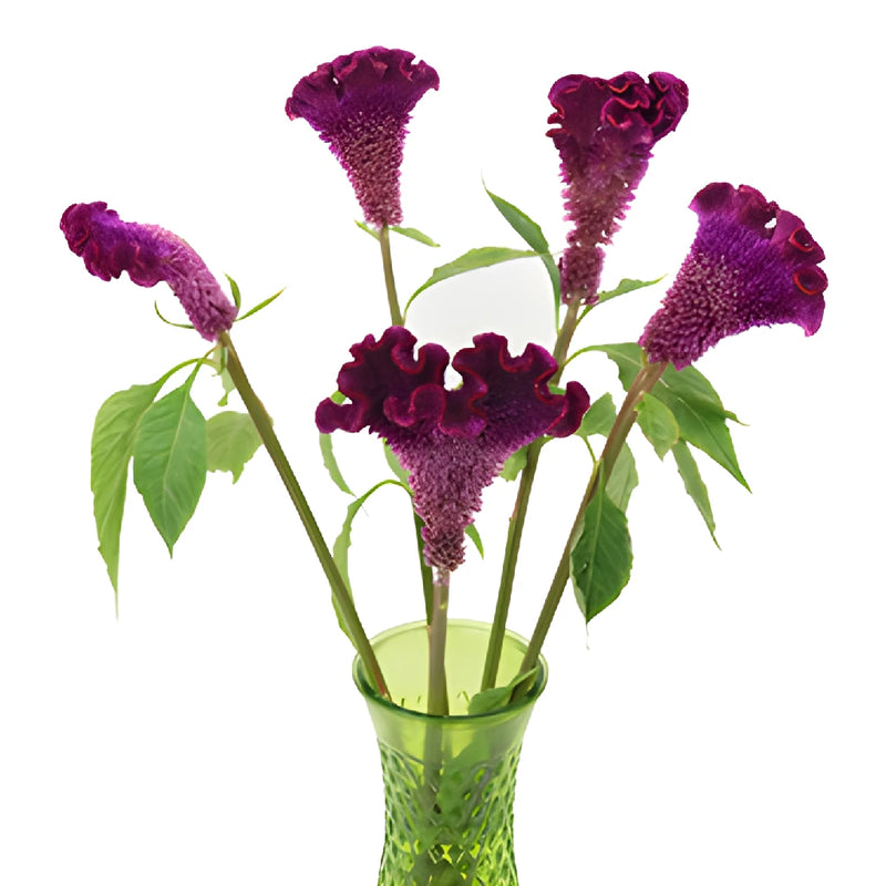 Purple Velvet Cockscomb Celosia Flowers