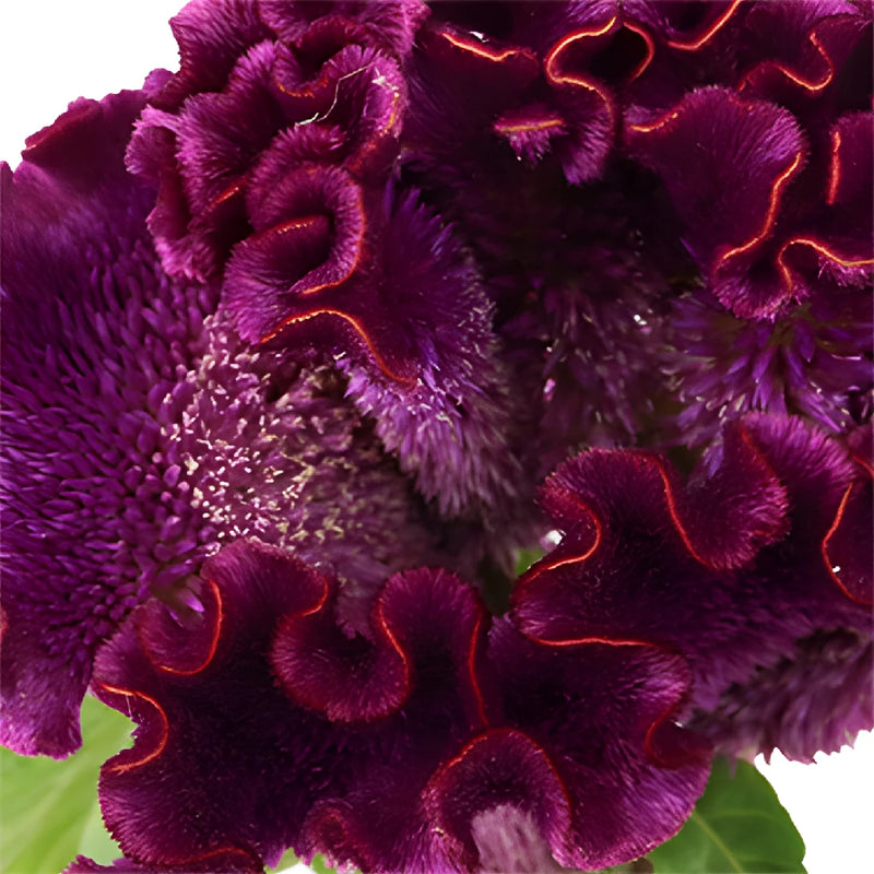 Purple Velvet Cockscomb Celosia Flowers