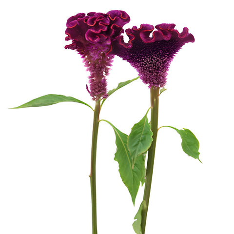 Purple Velvet Cockscomb Celosia Flowers