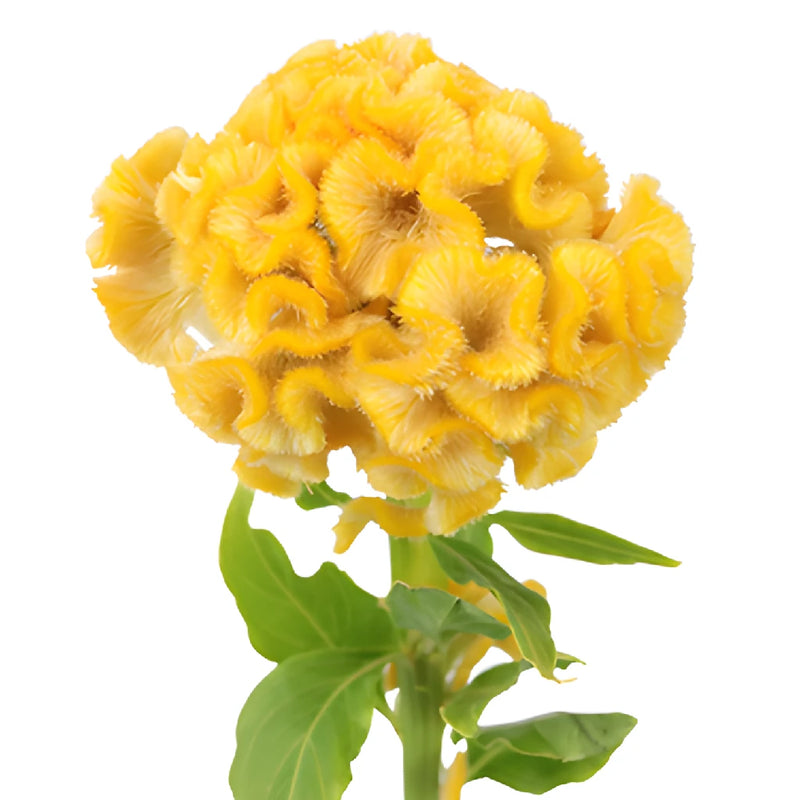 Yellow Cockscomb Celosia Flowers