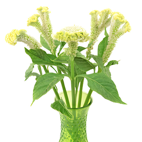 Pale Yellow Cockscomb Celosia Flowers