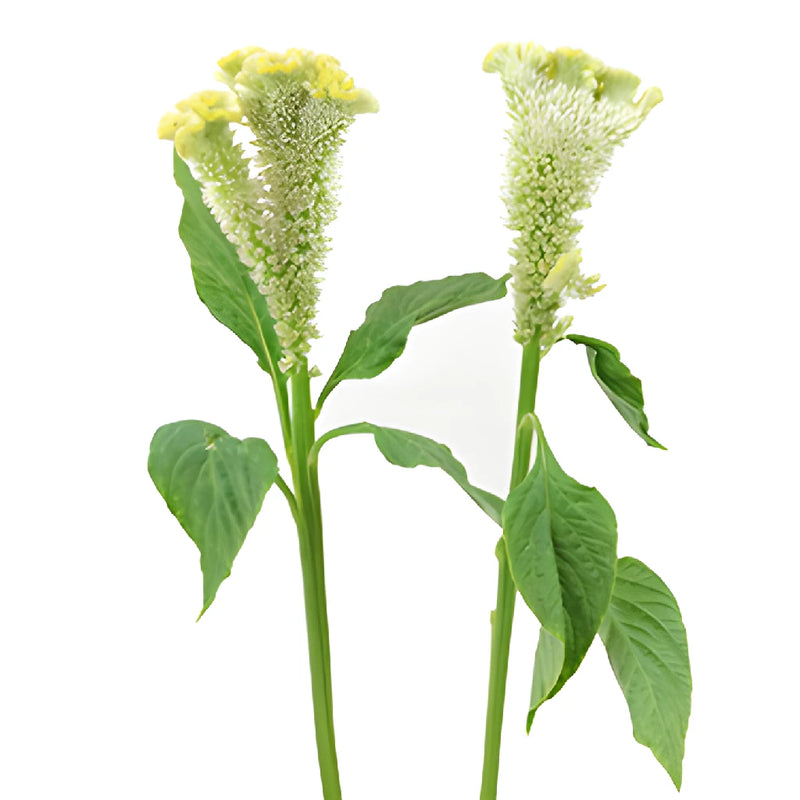 Pale Yellow Cockscomb Celosia Flowers