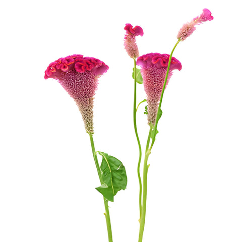 Hot Pink Cockscomb Celosia Flowers
