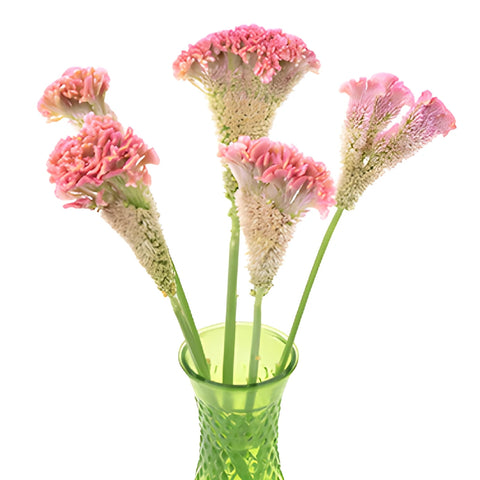 Light Pink Cockscomb Celosia Flowers