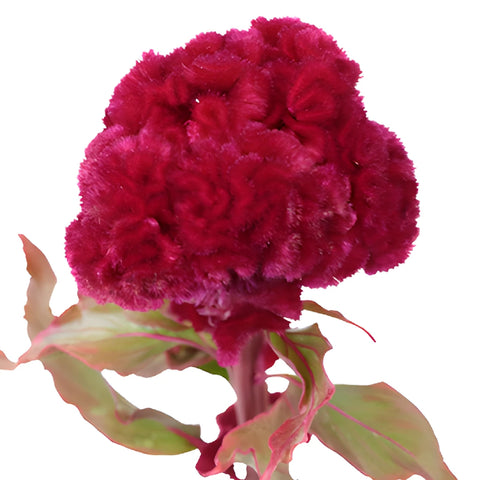 Dark Red Cockscomb Celosia Flowers