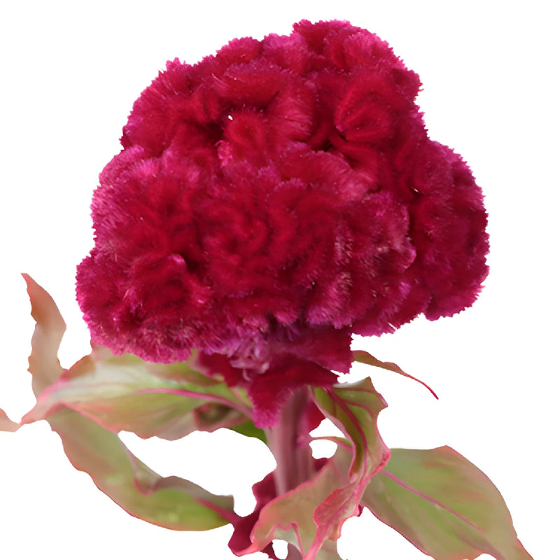 Dark Red Cockscomb Celosia Flowers