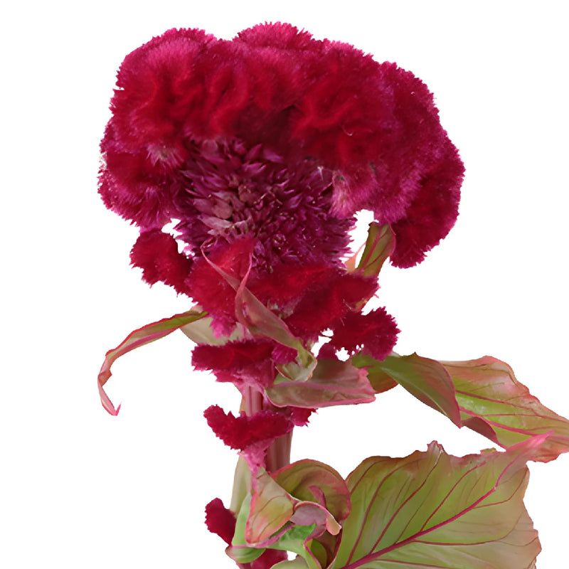 Dark Red Cockscomb Celosia Flowers