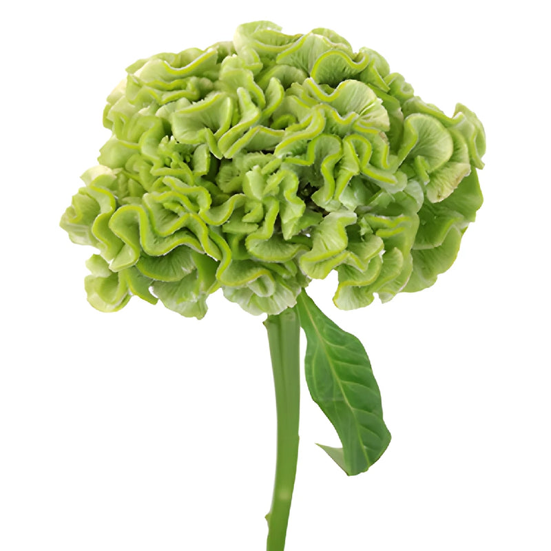 Pale Yellow Cockscomb Celosia Flowers