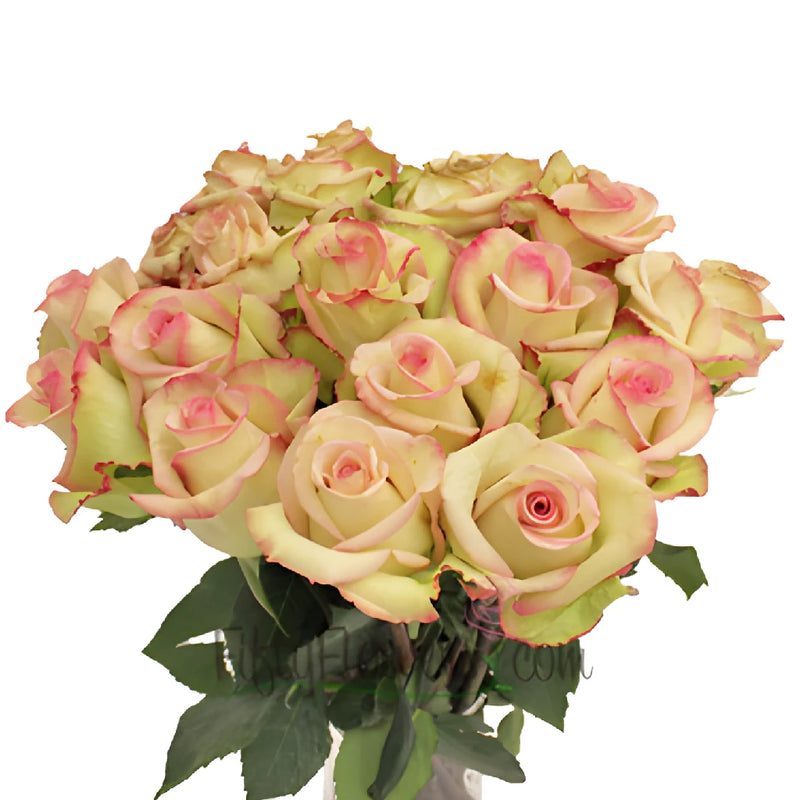 Cezanne Cream and Pink Dipped Rose