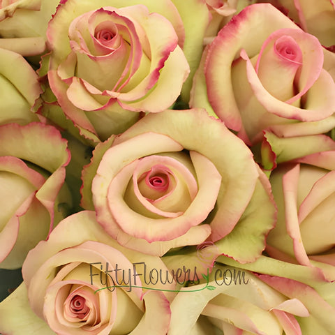 Cezanne Cream and Pink Dipped Rose