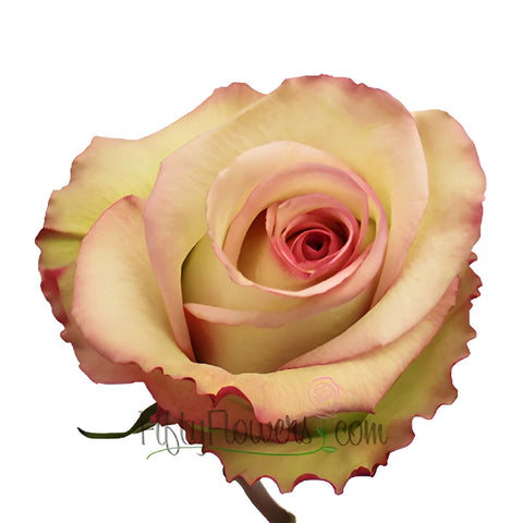 Cezanne Cream and Pink Dipped Rose