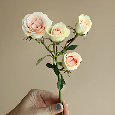 Chablis Light Pink Rose Stem