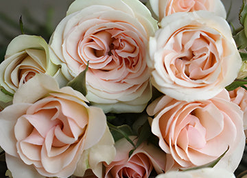 Chablis Light Pink Spray Roses up close