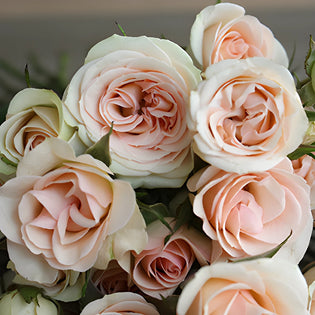 Chablis Light Pink Spray Roses up close
