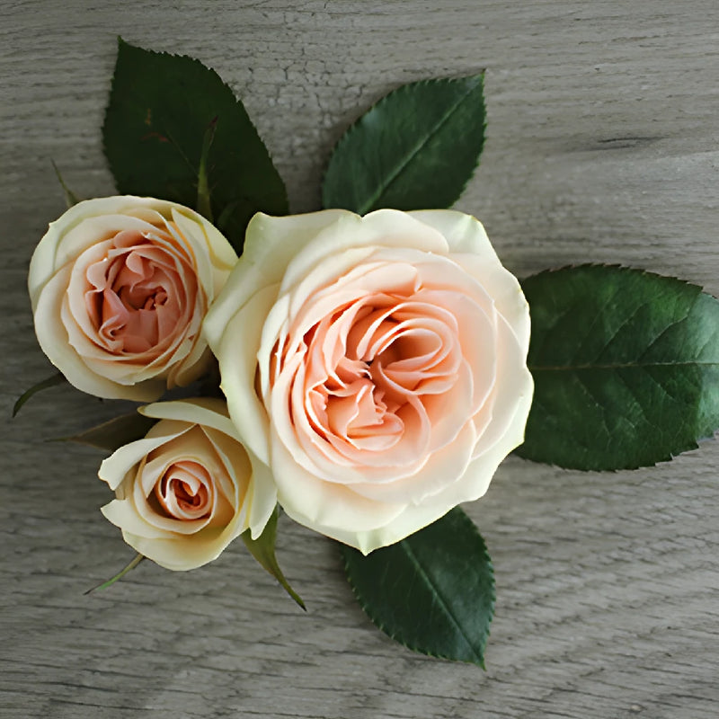 Chablis Light Pink Spray Rose Bunch