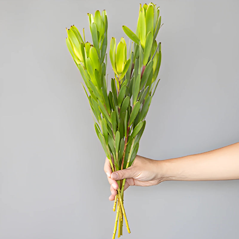 Chameleon Fresh Cut Leucadendron