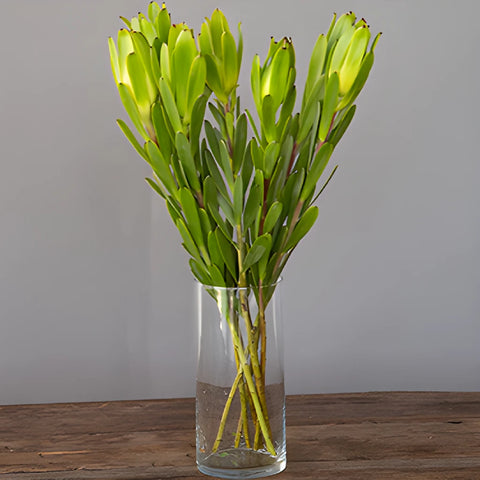 Chameleon Fresh Cut Leucadendron