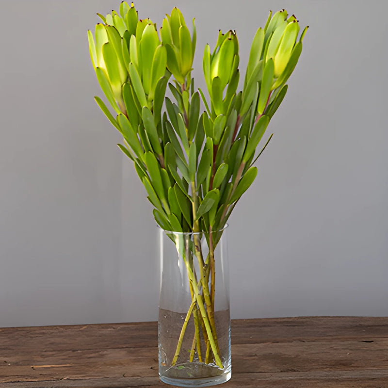 Chameleon Fresh Cut Leucadendron