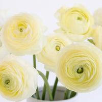 Champagne Wholesale Ranunculus Flowers Close Up - Image